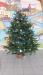 Le sapin